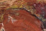 Colorful, Free-Standing Petrified Wood - Arizona #222163-1